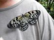 schmetterling.jpg